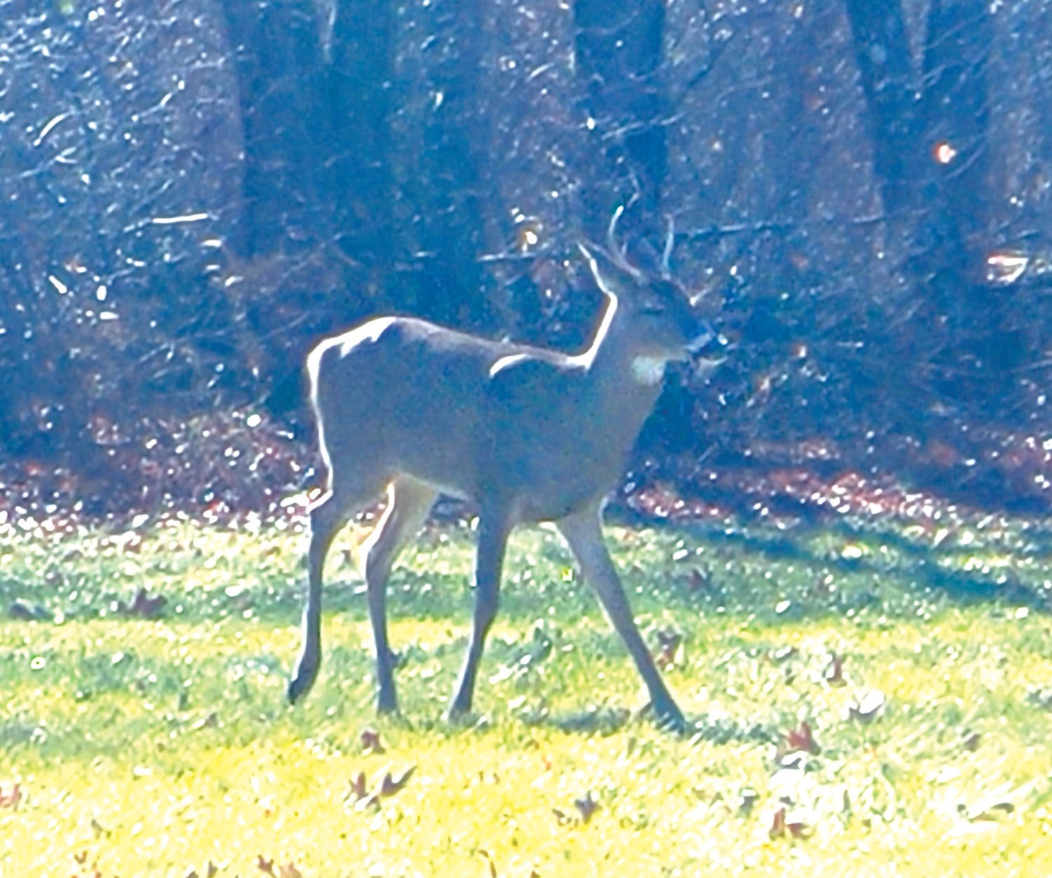 PASS THE BUCK: A young spike buck dared to run the city streets of Warwick and took refuge in the former baseball field near the Vernon Street Playground.